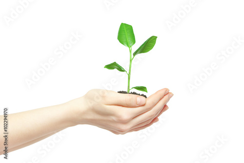 Human hands holding green small plant new life concept