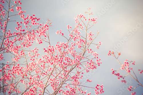 Vintage fillter of Sakura cherry blossom