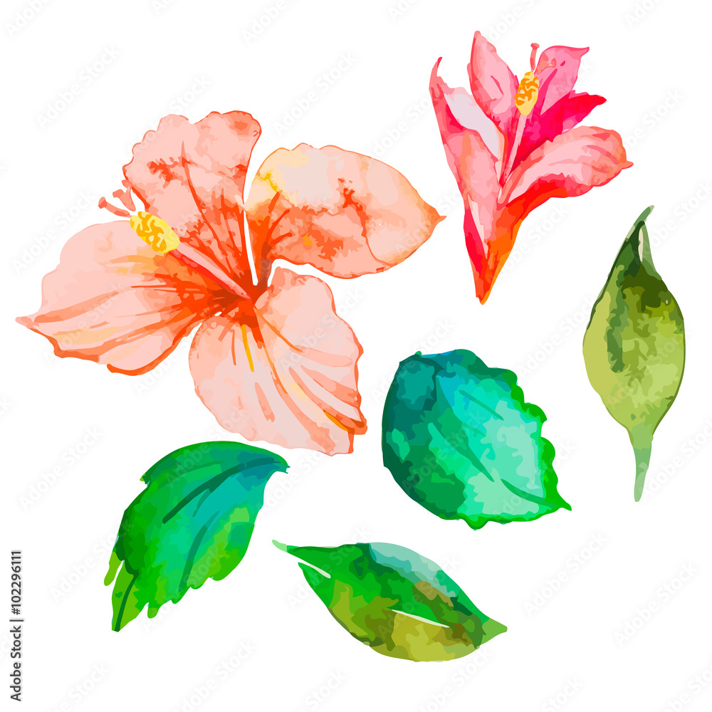 Set of tropical flowers. Hibiscus. Leaves. Watercolor vector.