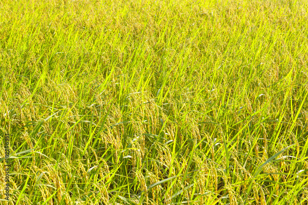 rice plantation in Thailand