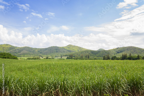 sugarcane plantation in Thailand