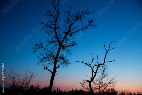 dead trees in dusk