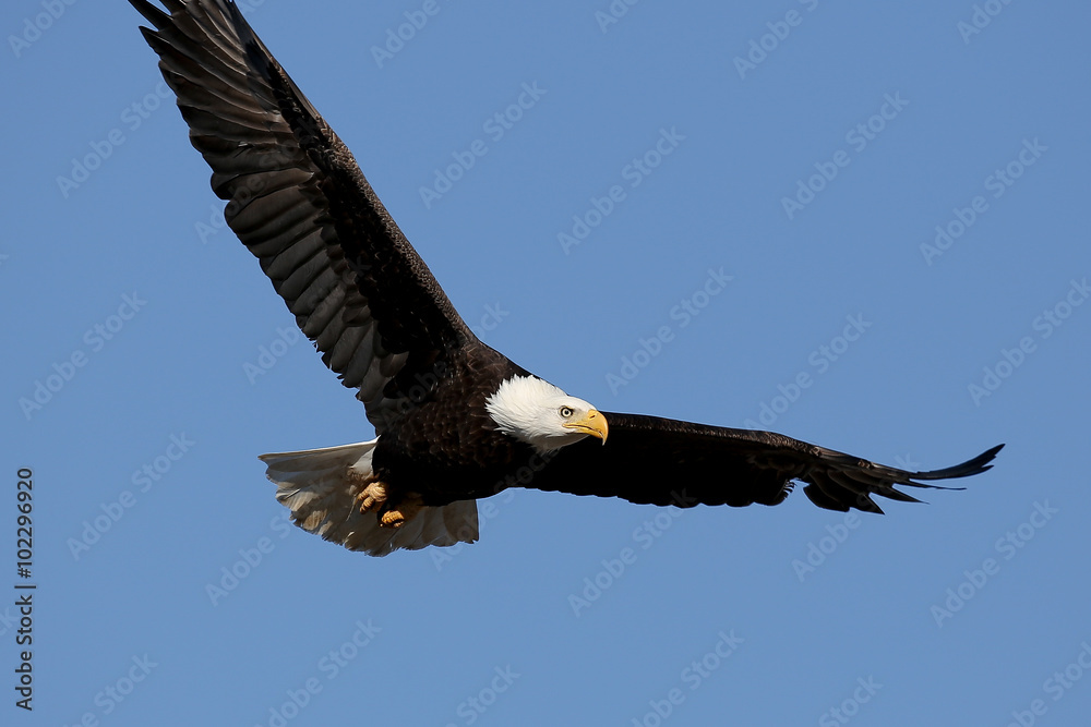 Naklejka premium Bald Eagle in Flight