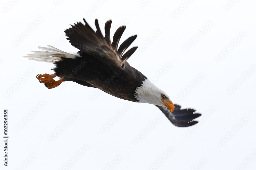 Obraz premium Bald Eagle in Flight