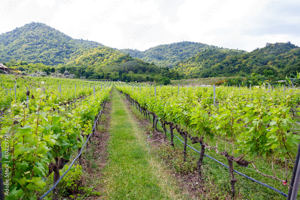 vineyard in Huahin , Thauland vineyard in Huahin , Thauland