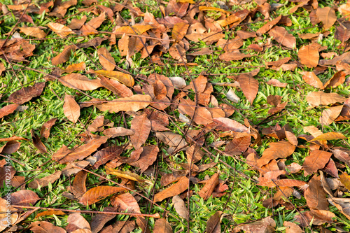 falling autumn leaves on the green grass, background and wallpap