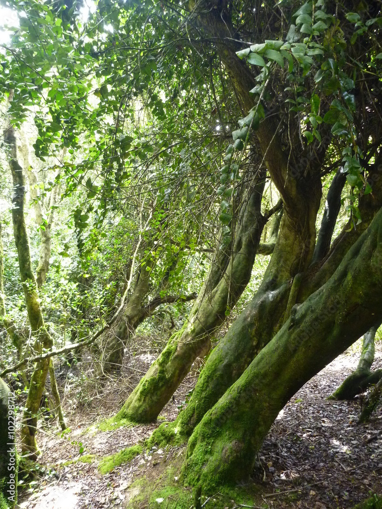 misty wet forest bosque fray jorge in chile misty wet forest bosque fray jorge in chile