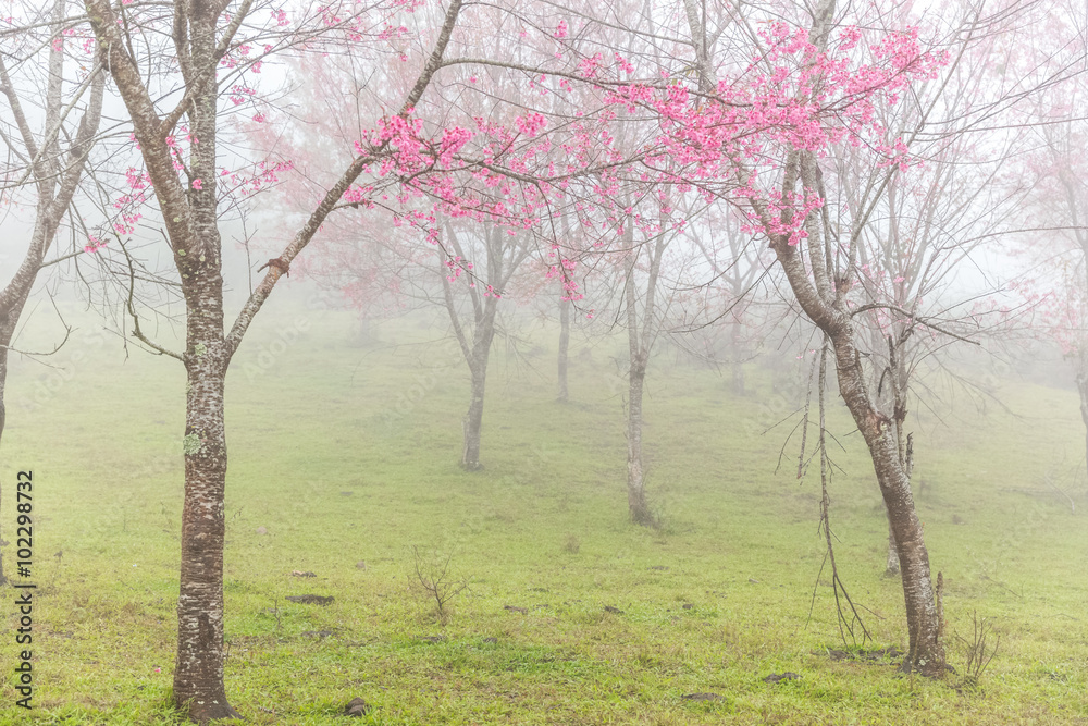 Thai sakura in mist at Phulomlo