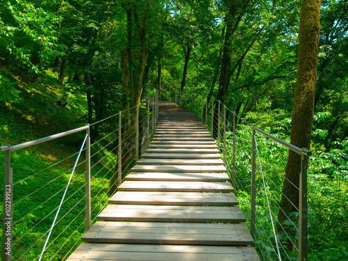 Wooden bridge for pedestrians in the forest