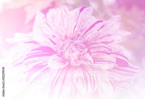 light white flower in soft color and blur style for background