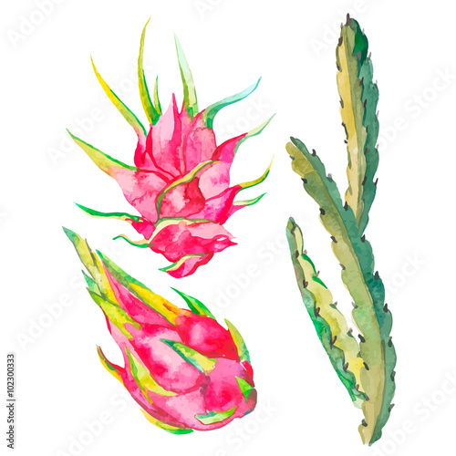 Pitaya. Vector illustration isolated. Tropical flower pitaya. Exotic fruit