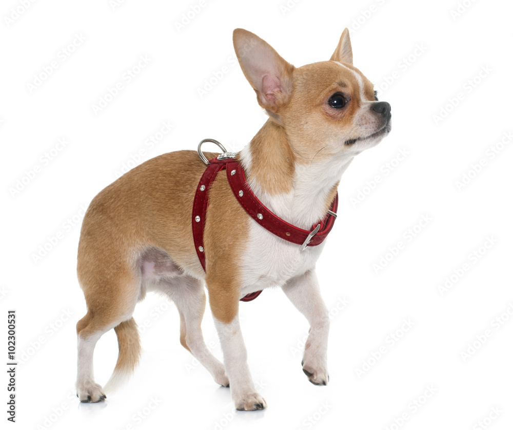 young male chihuahua young male chihuahua