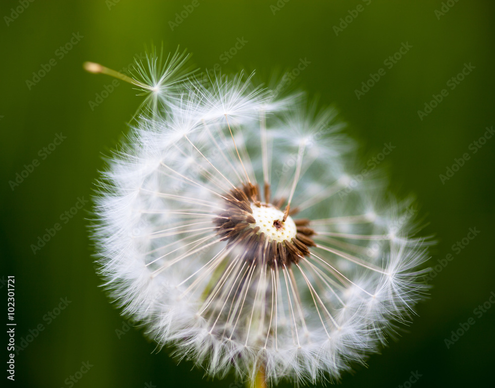 Fototapeta premium Head of seeds of the dandelion flower