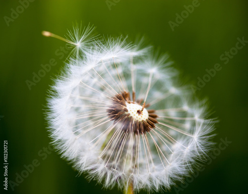 Head of seeds of the dandelion flower