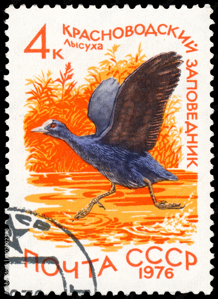 Stamp printed in Russia shows bird European coot