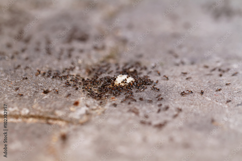 Ants of bread