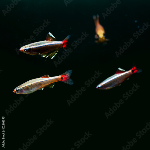 Swimming colorful fishes. White Cloud Mountain minnow fish on black background. macro view, shallow depth of field. copy space