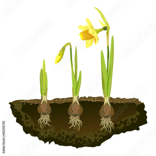 bulbous flowers in the soil, growing narcissus