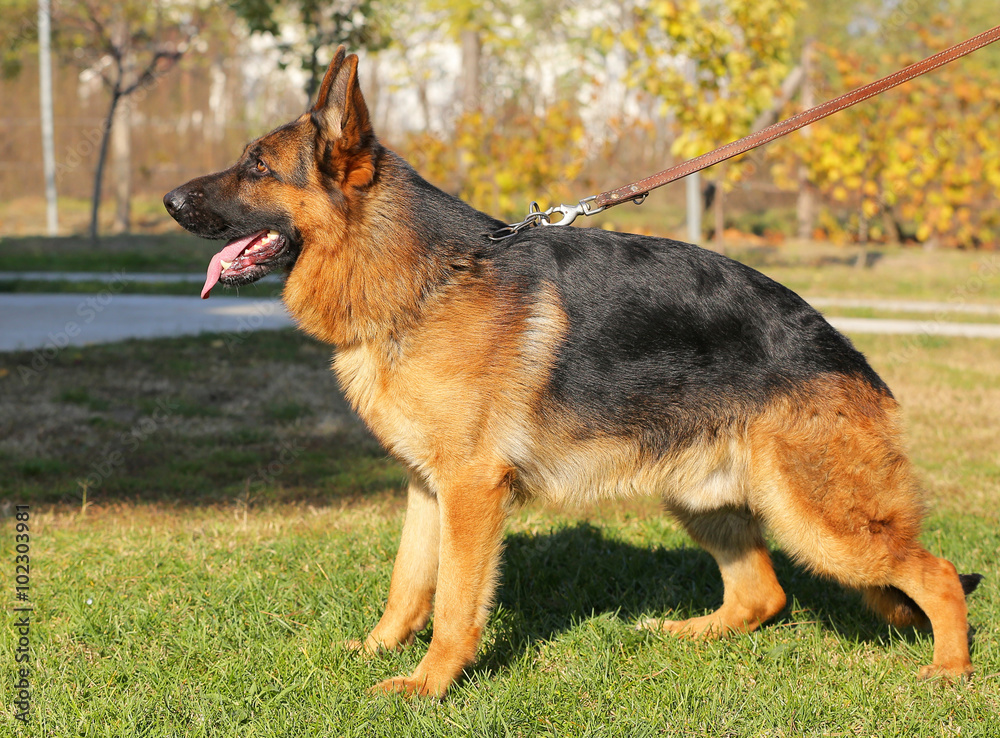 german shepherd side view german shepherd side view