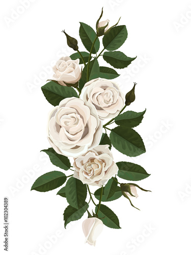 White roses flowers, buds and leaves. Vector illustration isolated on white background (there is no gradient fill and mesh).