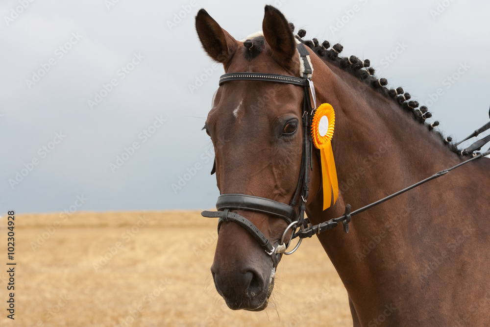 Obraz premium Porträt des Pferdes, das im Reitturnier siegte