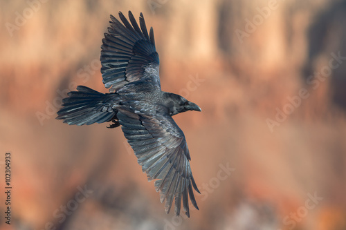 Raven in flight on background of red rocks