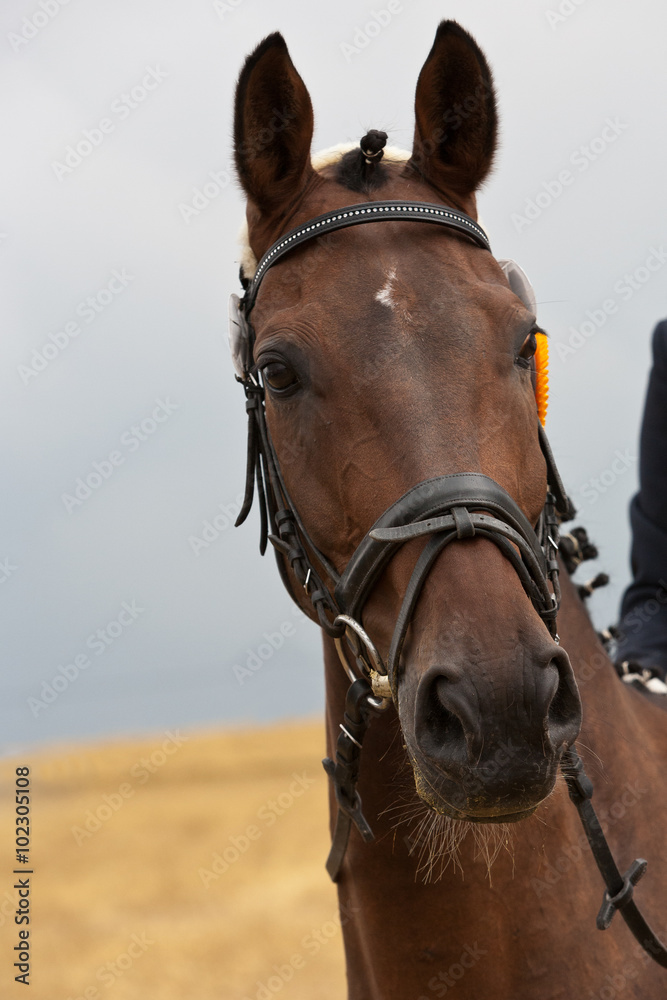 Obraz premium Blick des Pferdes, das im Reitturnier siegte