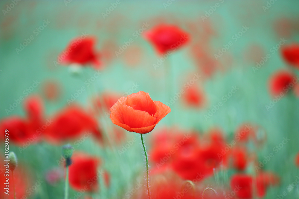 Fototapeta premium red poppy flower spring season