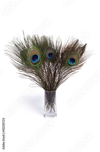 Photography Peacock feathers on white background