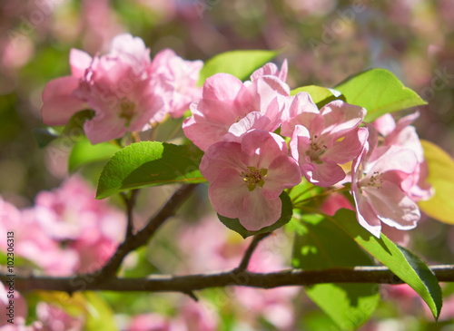 Pink apple-tree flowers