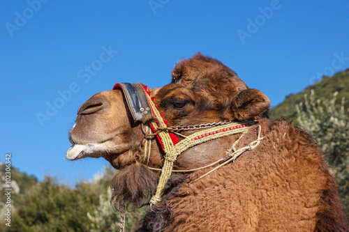 fighting camel