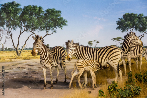 Young Zebra Nursing