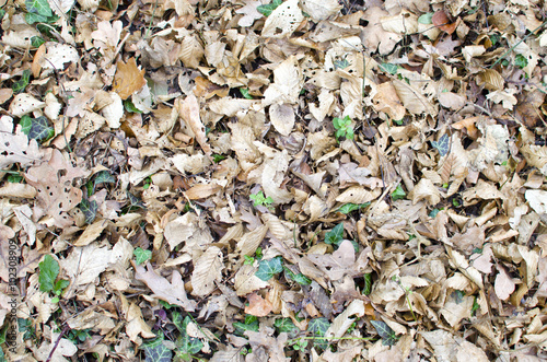 Ground covered by leaves
