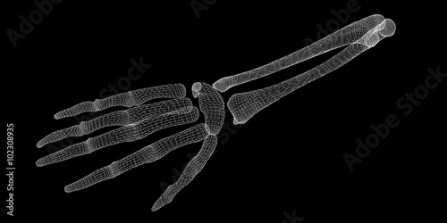 Human  hand skeleton photo