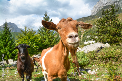 Funny curious goat looking at the camera