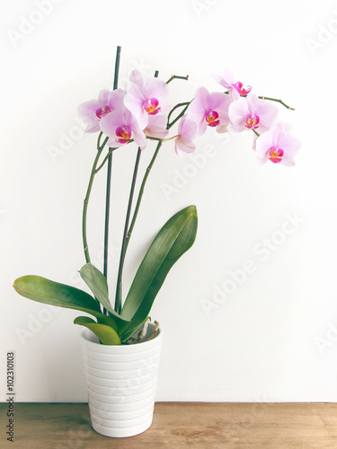 Fototapeta Naklejka Na Ścianę i Meble -  Orchid in pot