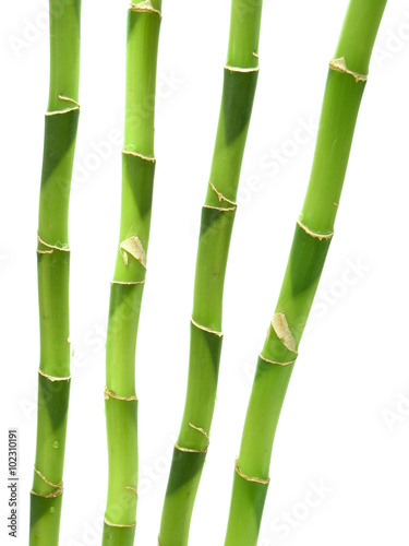 Fototapeta Naklejka Na Ścianę i Meble -  bamboo over white background