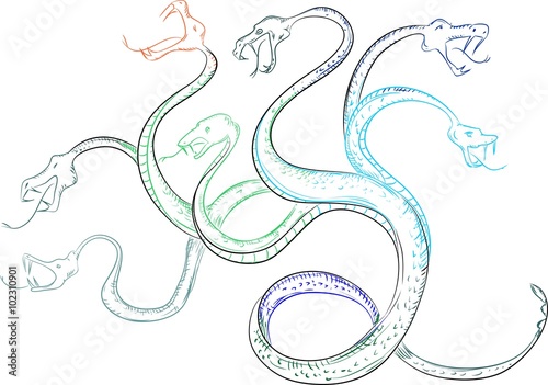 Hydra