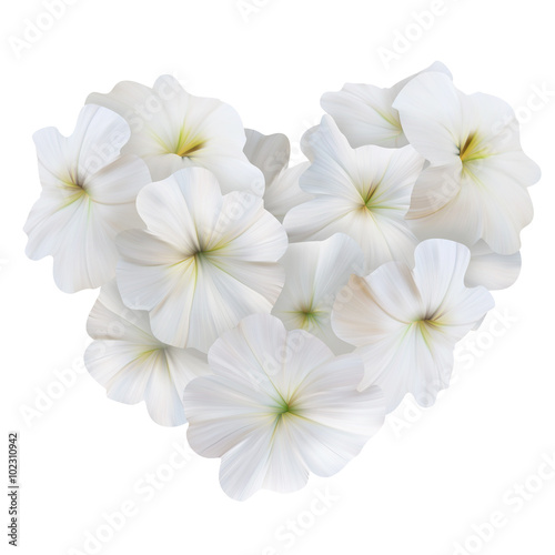 Innocence White Petunia Heart for Valentine day. Love symbol.