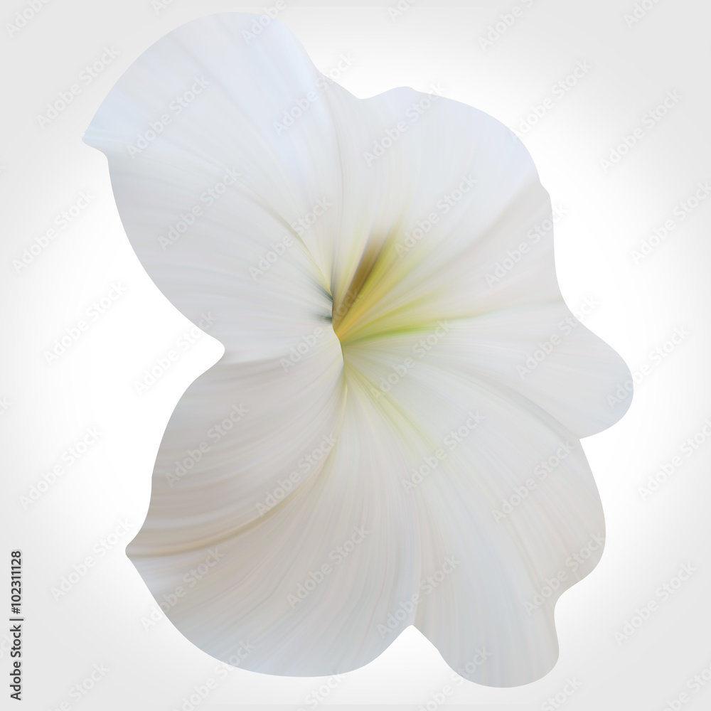Fototapeta premium White Petunia on light backdrop. Single flower.
