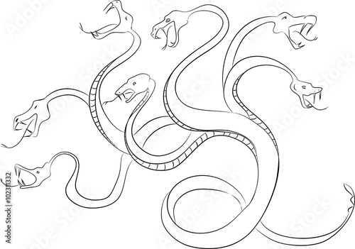 Hydra
