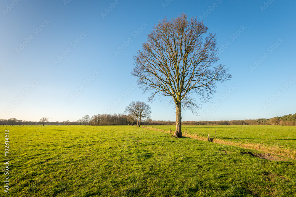 Tree with bare branches in a rural landscape Tree with bare branches in a rural landscape