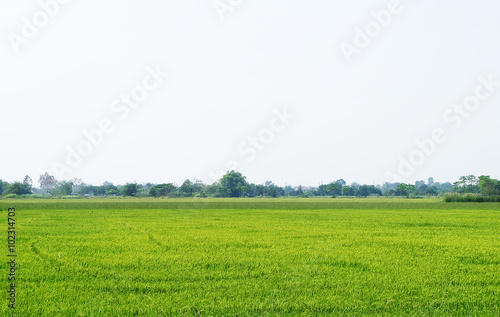 Paddy jasmine rice field