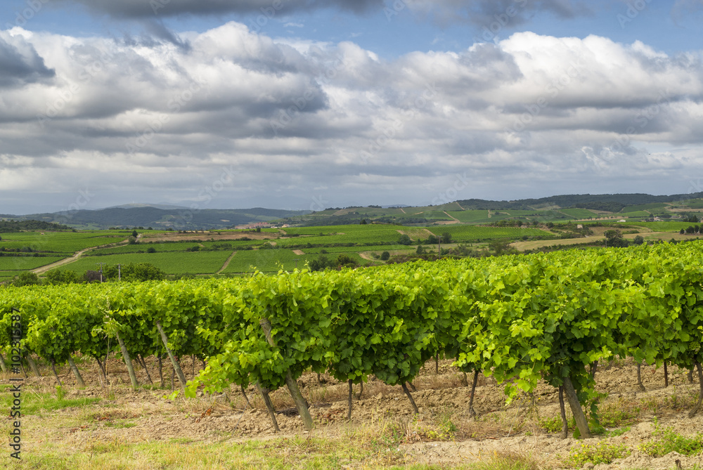 Vineyard near Carcassonne (France)