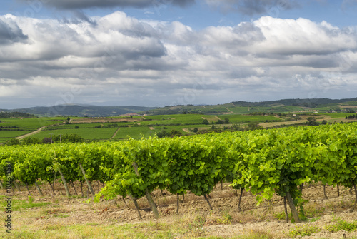 Vineyard near Carcassonne (France) photo