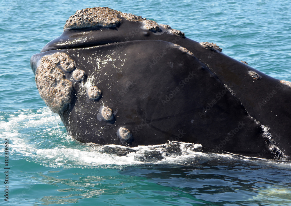 Fototapeta premium Whale with Callosites