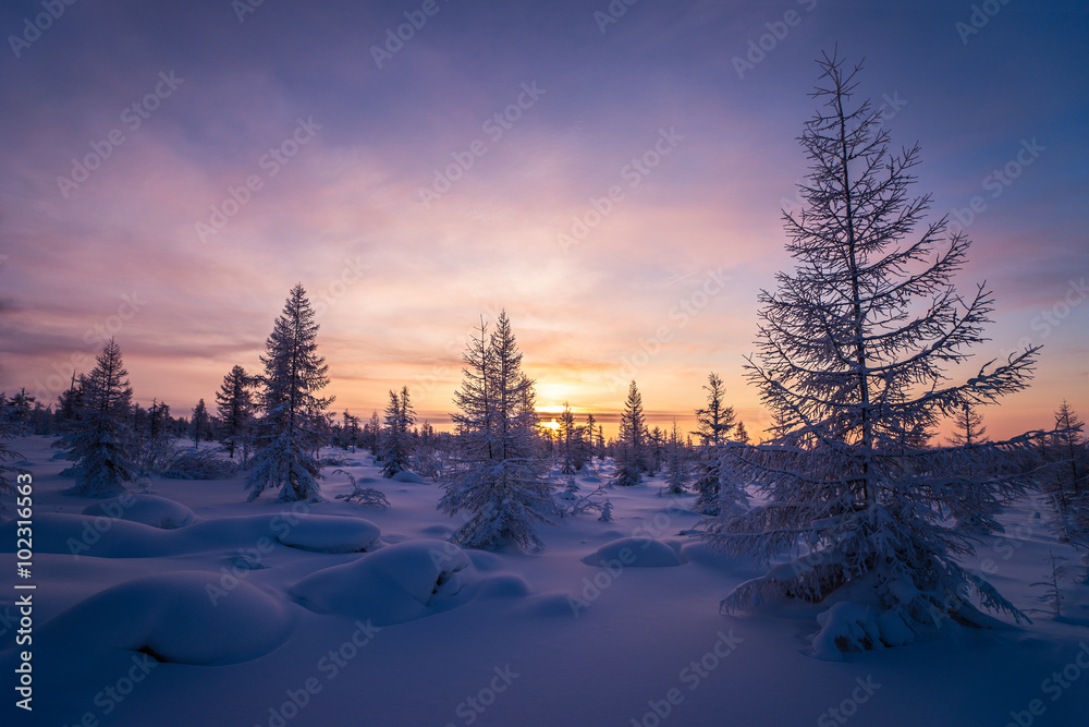 Winter landscape with forest, clouds on the blue sky and sun 