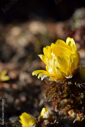 Plakat Amur adonis flowers