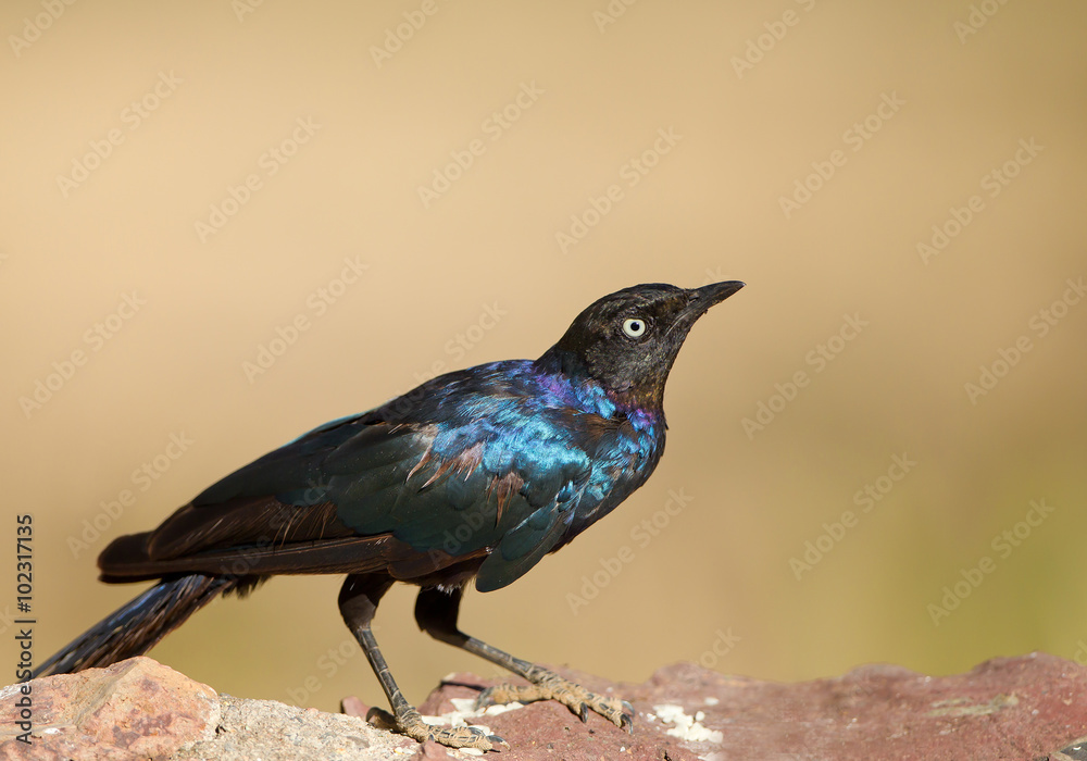 Glossy starling sitting on the rock, clean yellow-green background, Kenya, Africa