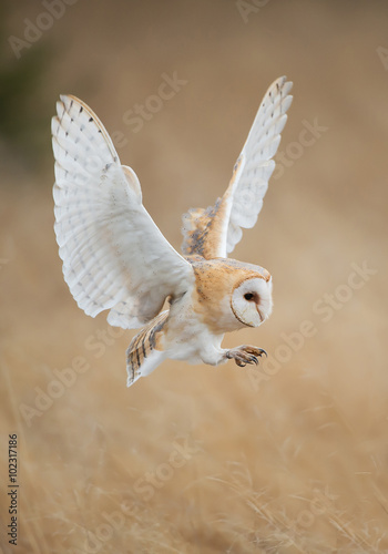 Barn owl in flight before attack, clean background, Czech Republic © mzphoto11